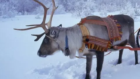 AFP/Getty Images Reindeer