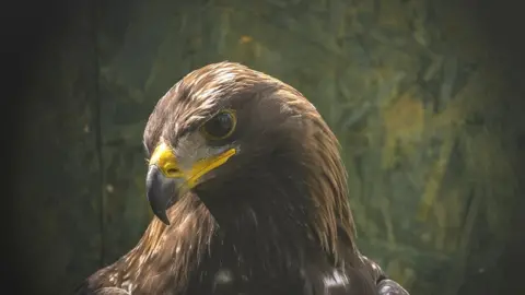 Phil Wilkinson Golden Eagle