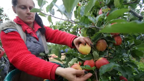 Getty Images Fruit picker