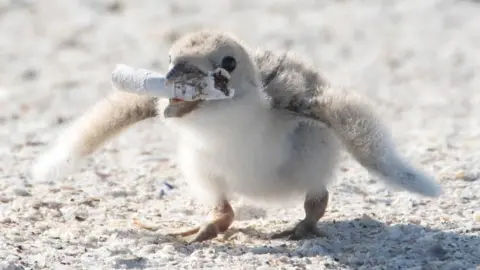 Karen Mason Black skimmer chick on Florida beach