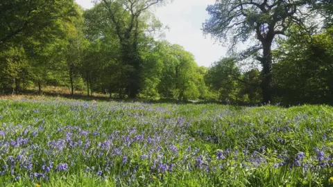 Lee Louie Carlton Williams Lee Louie Carlton Williams snapped this sea of bluebells at Aberbargoed Grasslands Nature Reserve in Caerphilly county