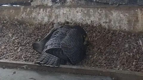 Warwickshire Wildlife Trust The falcon covering the eggs