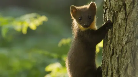 The Wildlife Trusts/PA Baby pine marten clings to tree