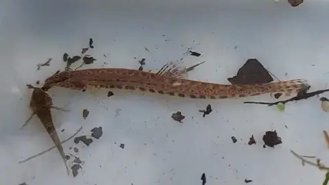 Staffordshire Wildlife Trust Spined Loach
