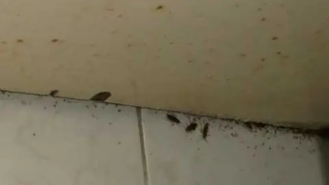 Enfield Council Cockroaches found on site