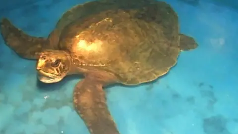 Anglesey Sea Zoo 'Menai' the turtle at Anglesey Sea Zoo