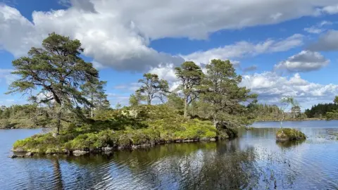 An island of Caledonian pinewood