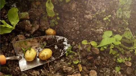 Getty Images Food growing