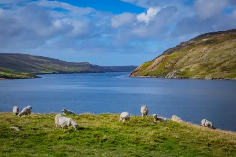 Getty Images View of sheep on Shetland