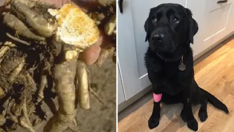 BBC Water hemlock tubers and Kimmy the Labrador