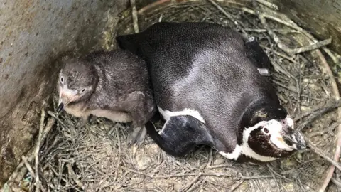 Curraghs Wildlife Park Humboldt penguin chicks