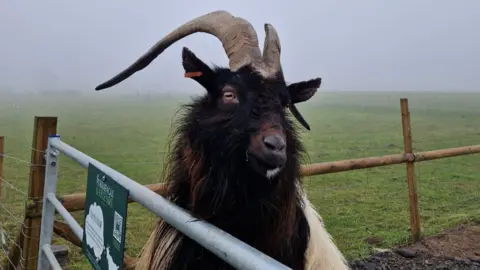 Charnwood Forest Alpacas Paul O'Goaty