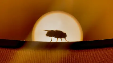 Palvin Fernandes / PA MEDIA Palvin Fernandes shot of a fly