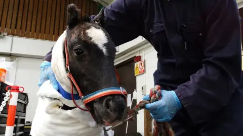 Redwings Horse Sanctuary Phoenix the foal with bandages on his body