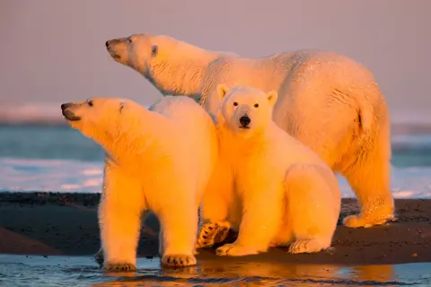 Getty Images Polar bears