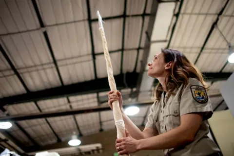 BBC Sarah Metzer holding a narwhal tusk