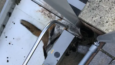 RSPCA Fox trapped in lift