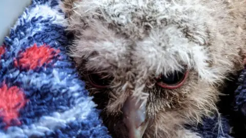 Cuan Wildlife Rescue One of the baby owls