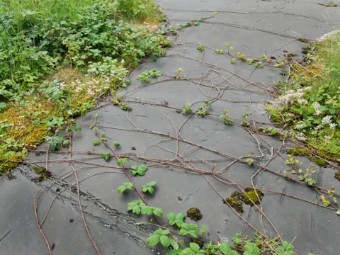 Dara McGrath Rhydymwyn, Flintshire