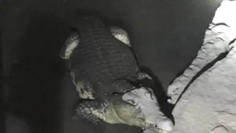 Russian police photo Crocodile found by police in St Petersburg basement