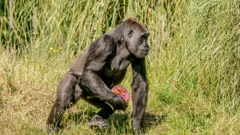 ZSL London Zoo Western lowland gorilla Gernot enjoys ice lollies during UK heatwave