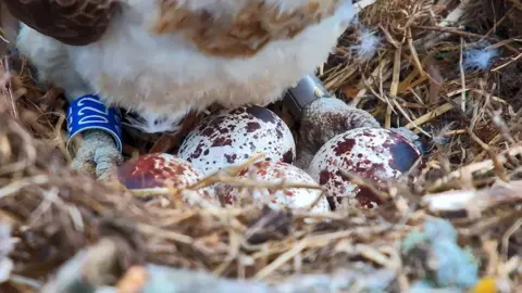 Birds of Poole Harbour Osprey Eggs