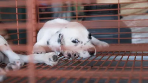 Getty Images Stock image of a puppy in a cage