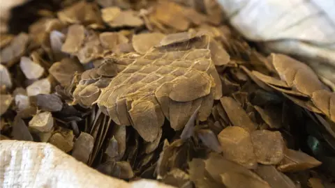 EPA Some of the pangolin scales seized at by customs officers in Hong Kong, 1 February 2019