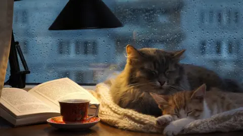 Getty Images Cats curled up on a desk