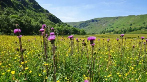 David Morris The meadows in Swindale in full bloom