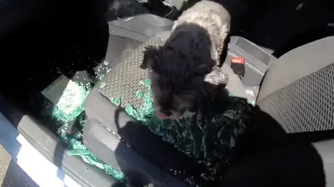 The dog that was rescued from the car