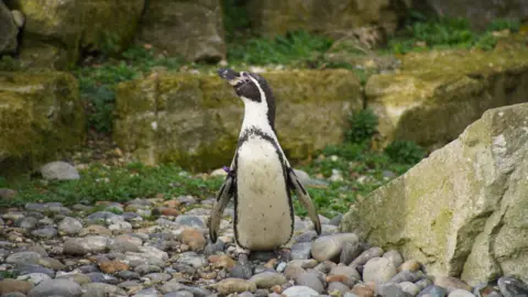 Marwell Zoo A Humboldt penguin standing on rocks