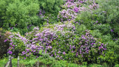 Getty Images Rhododendon ponticum