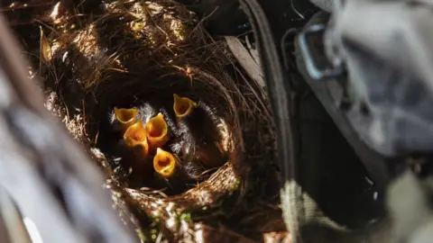 Sarita White Photography Chicks begging for food