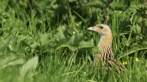 Andy Hay/RSPB Images Corncrake