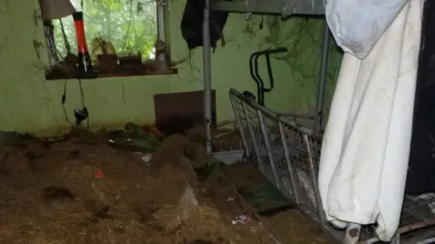 Guinea pigs shop in bedroom