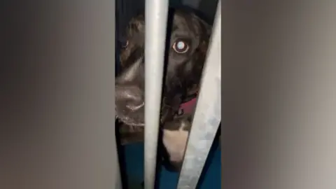 Eden Animal Rescue A dog in its kennel