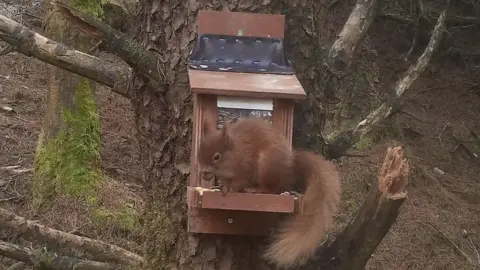 Mid Wales Red Squirrel Project Squirrel at Cwrt-y-Cadno