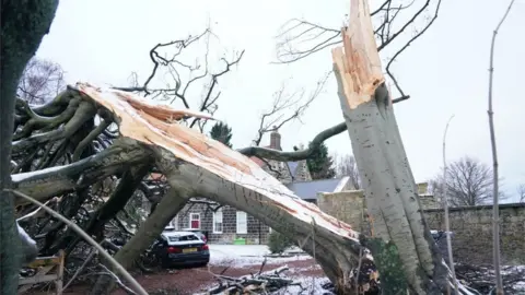 PA Media Fallen tree in North Tyneside