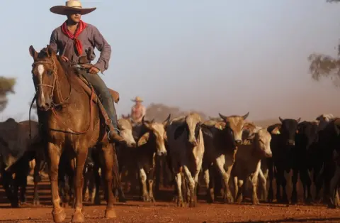 Getty Images Amazonian cowboy leading cattle