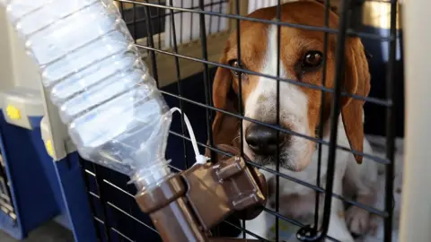 Getty Images A dog in a cage