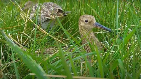 RSPB NI Luna and Bill