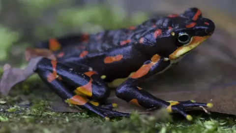 Gerardo Ceballos The harlequin frog of Costa Rica