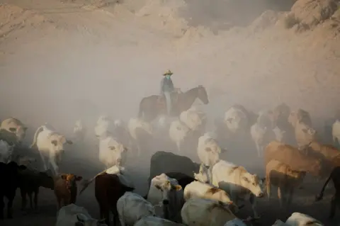 Jose Luis Gonzalez A Cowboy pushes a herd of cattle amidst dust.
