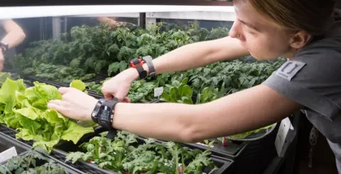 NASA Growing vegetables for Sirius-19 team
