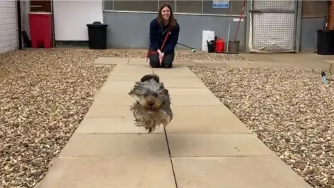 A dog called Flossie running with Kate Whitehead in the background