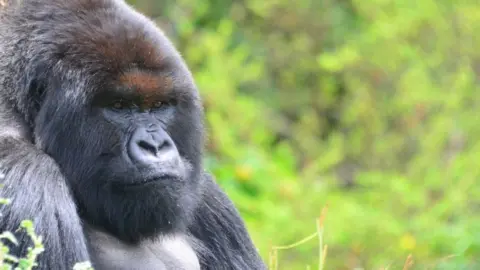 Dian Fossey Gorilla Fund A Gorilla