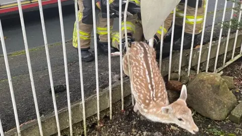 West Yorkshire Fire and Rescue Service A fawn in a fence