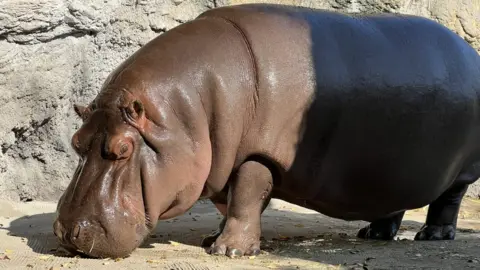 Hippo with head bowed
