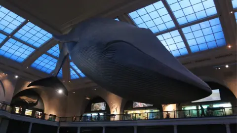 Getty Images A view of the Hall of Ocean Life in the American Museum of Natural History